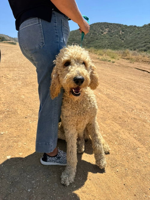 Ferrell