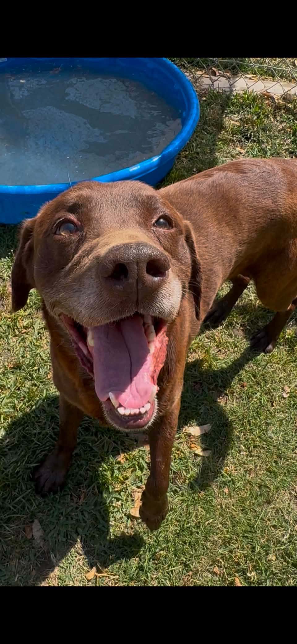 Snickers - Labrador Retriever