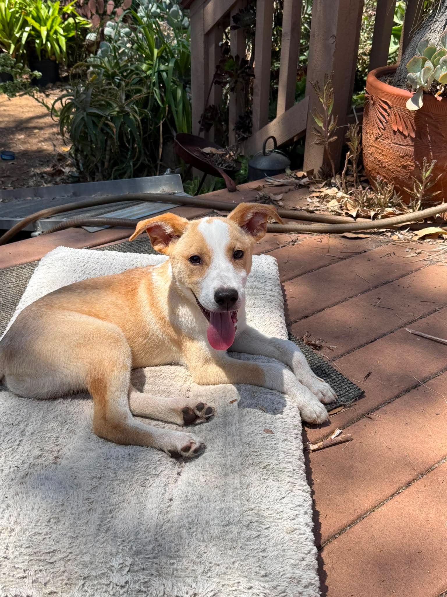 photo of Goofy aka Skipper