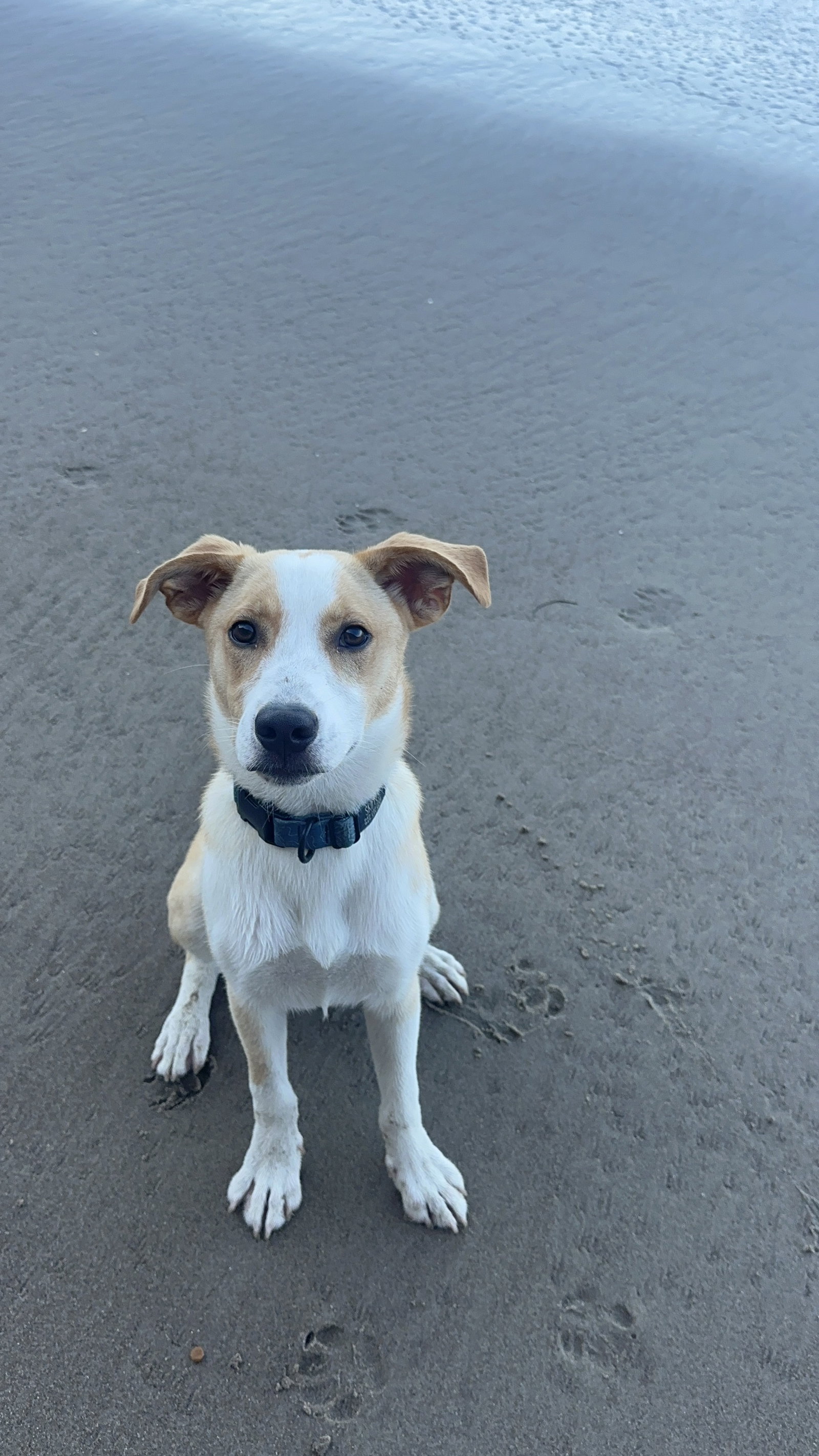 photo of Goofy aka Skipper