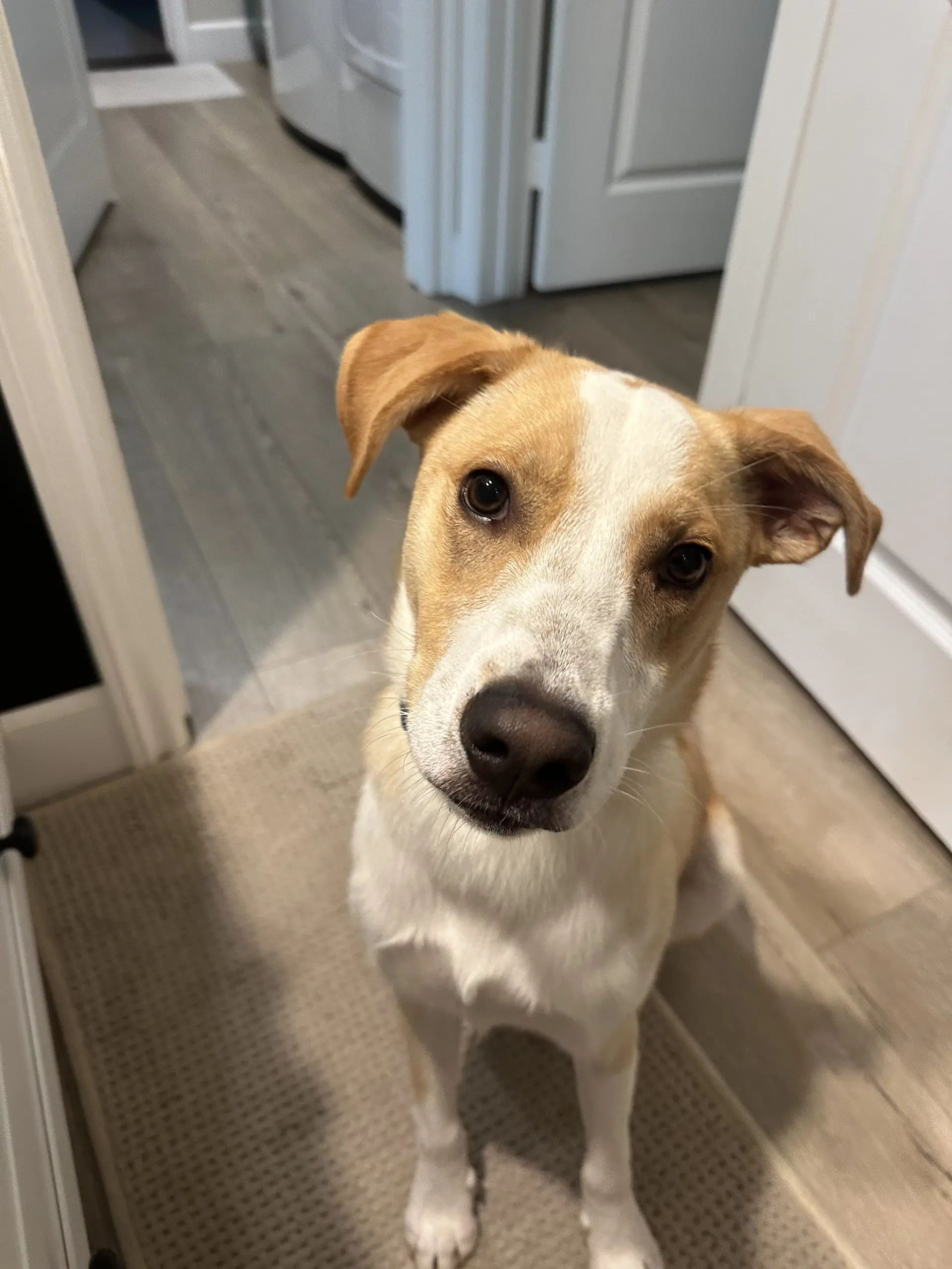 Goofy Aka Skipper - Australian Cattle Dog/Blue Heeler