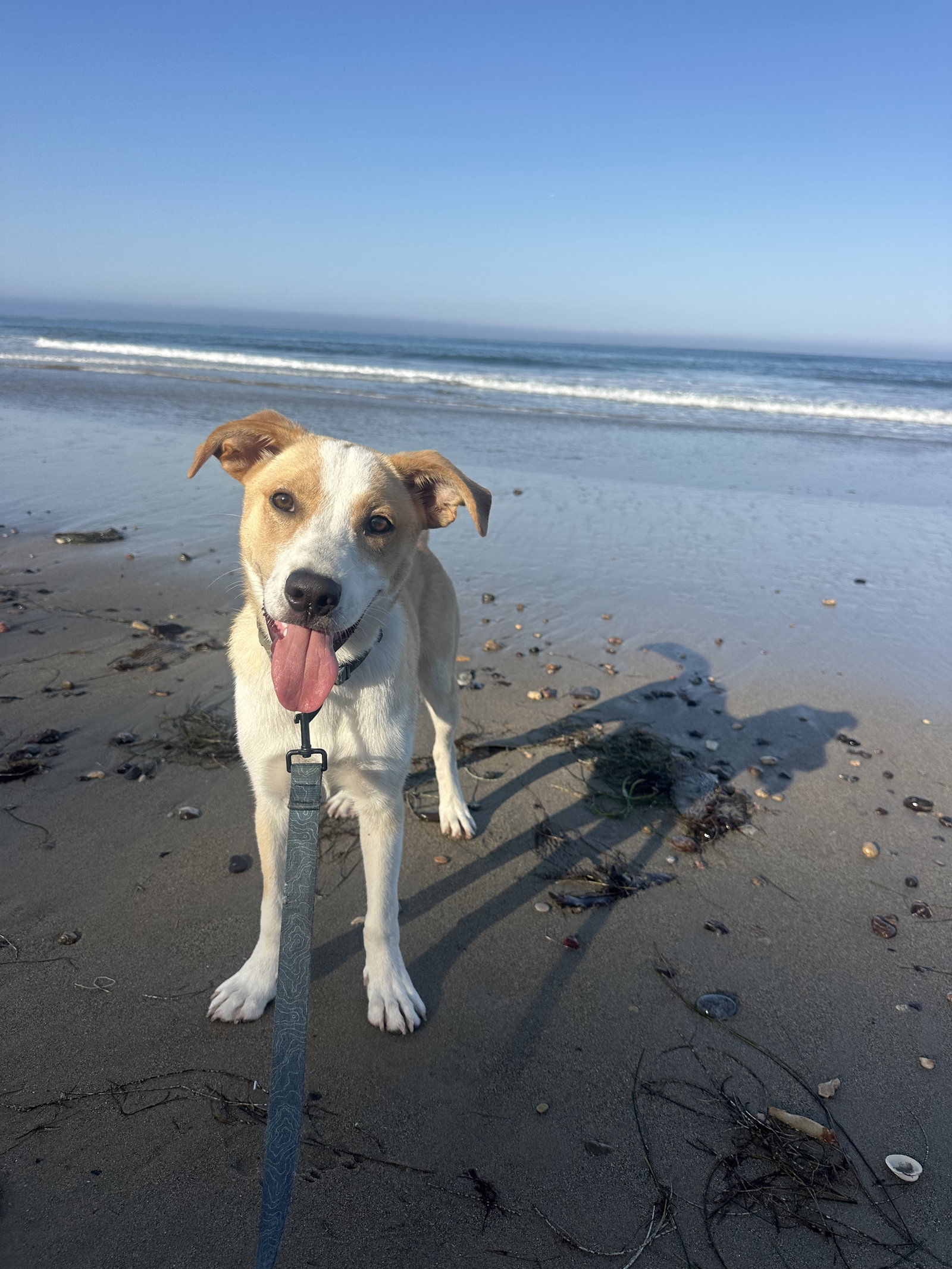 photo of Goofy aka Skipper