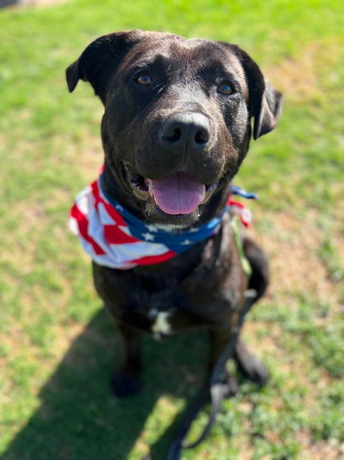 Kennedy, an adoptable Labrador Retriever in San Diego, CA