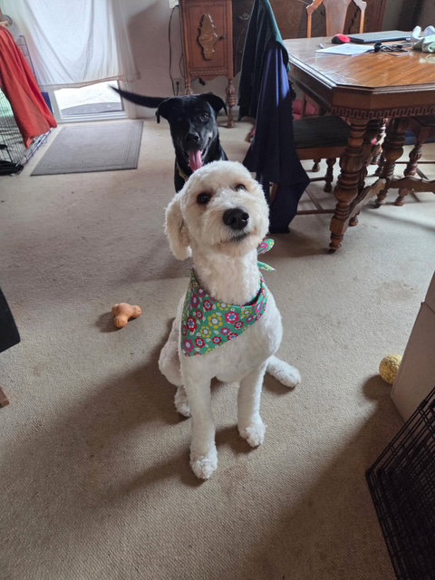 picture of the dog needing adoption