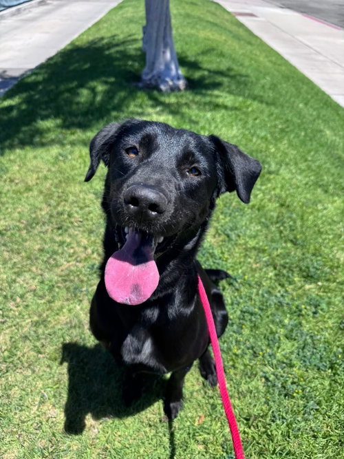 HAZEL - Labrador Retriever available for adoption