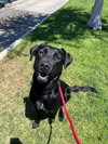 Hazel - Photo 2