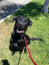 Hazel - Photo 3