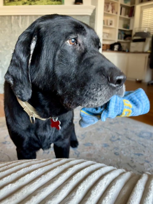 Wyatt photo 4