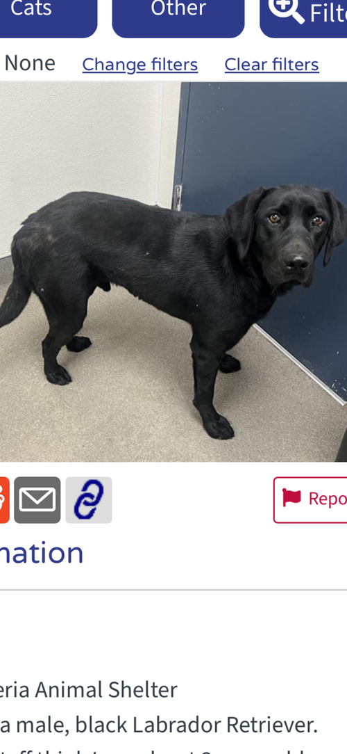 Eddie, an adoptable Labrador Retriever in San Diego, CA
