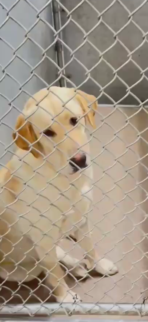 Sunny, an adoptable Labrador Retriever in San Diego, CA