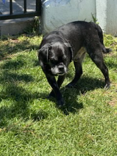 Pugsy Malone, an adoptable Pug in San Diego, CA