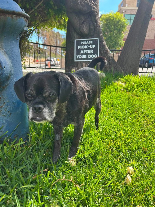 Pugsy Malone photo 5