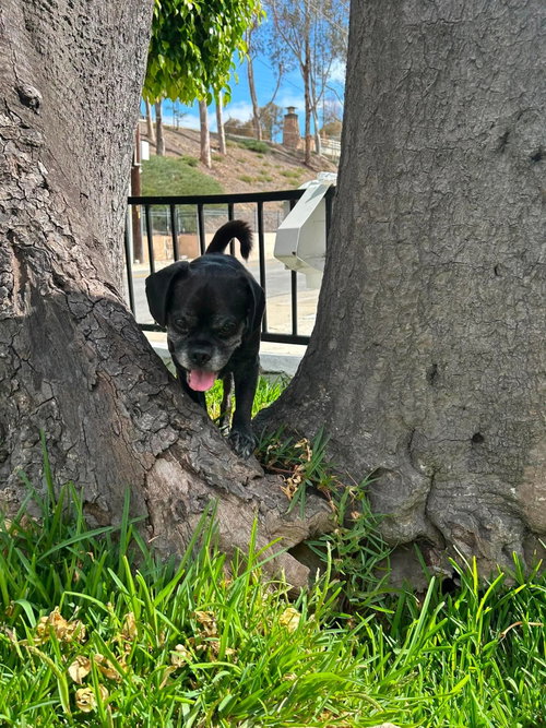 Pugsy Malone photo 7