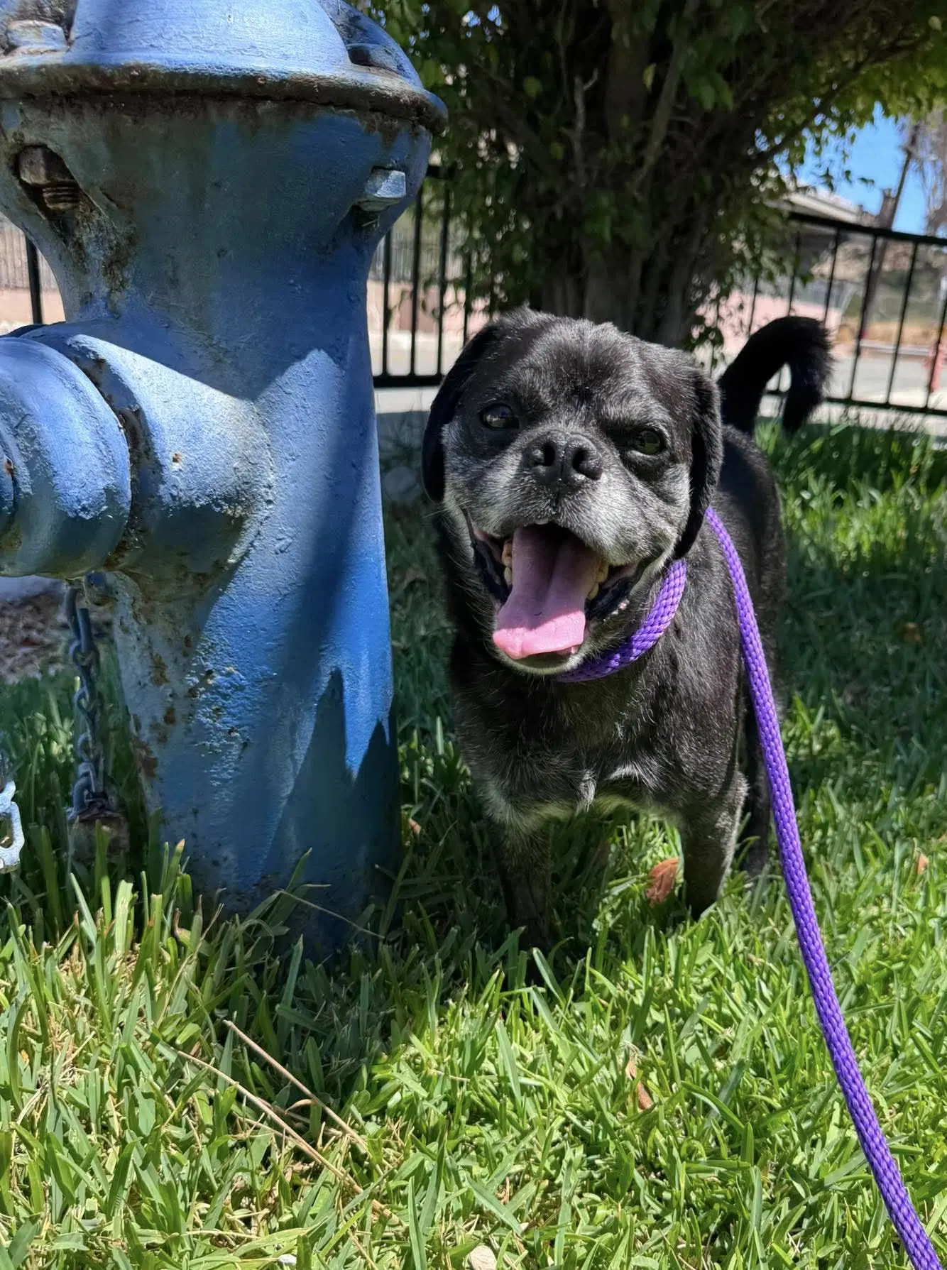 Pugsy Malone - Pug