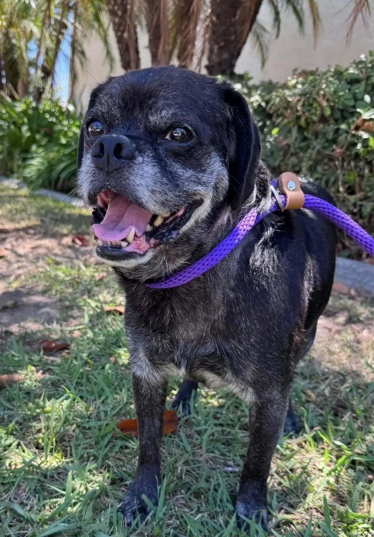 Pugsy Malone image 4