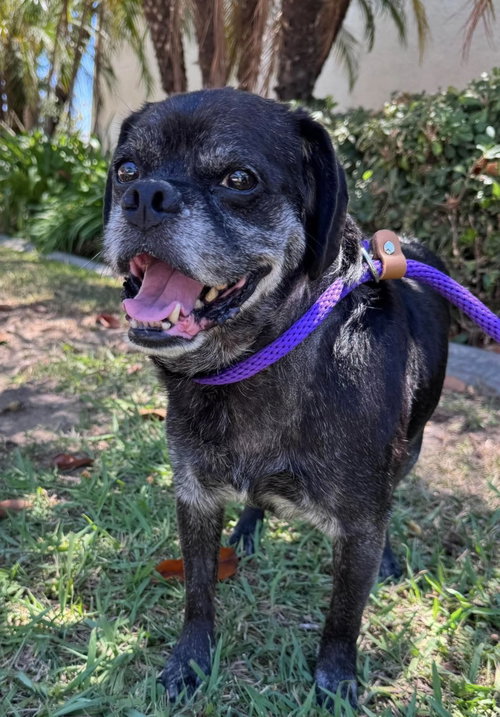 Pugsy Malone, photo 4