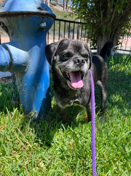 Pugsy Malone, photo 6
