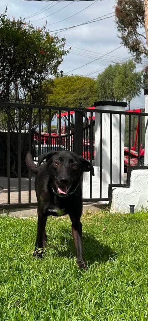 Dolly, an adoptable Labrador Retriever in San Diego, CA