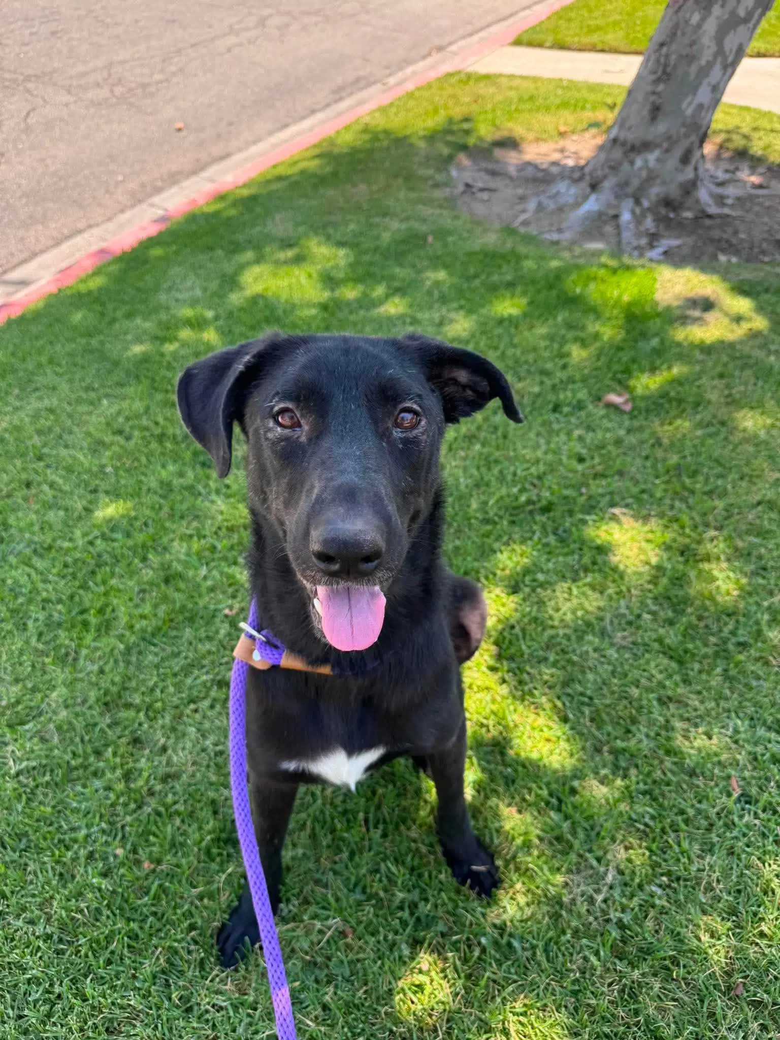 Dolly - Labrador Retriever