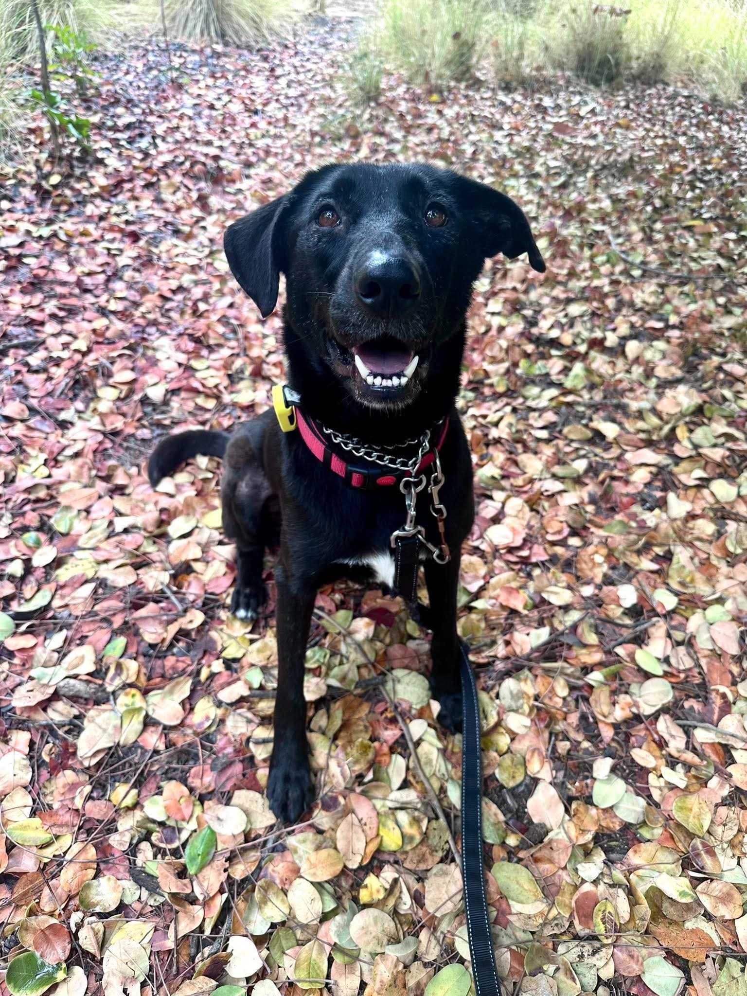 Dolly - Labrador Retriever