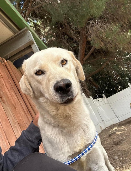 Cody, an adoptable Labrador Retriever in San Diego, CA