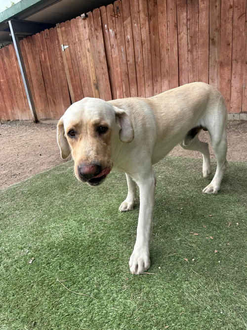 Sam, an adoptable Labrador Retriever in San Diego, CA