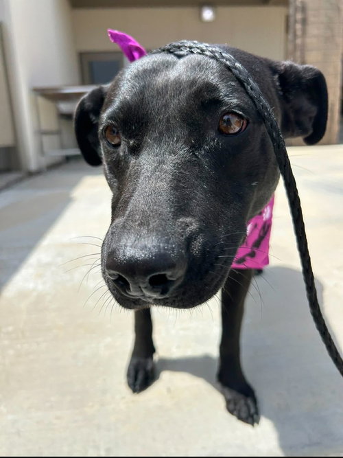 Mama MacKenzie, an adoptable Labrador Retriever in San Diego, CA