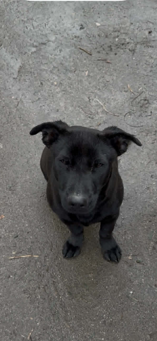 Stella, an adoptable Labrador Retriever in San Diego, CA