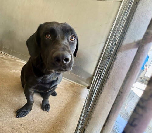 Louie, an adoptable Labrador Retriever in San Diego, CA