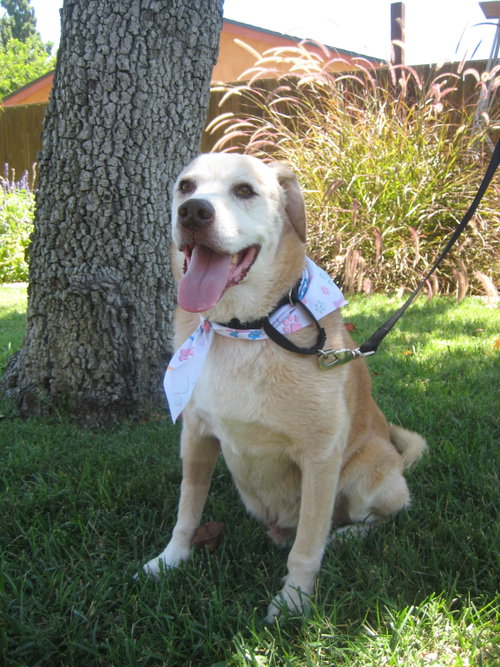 Gunner, photo 2
