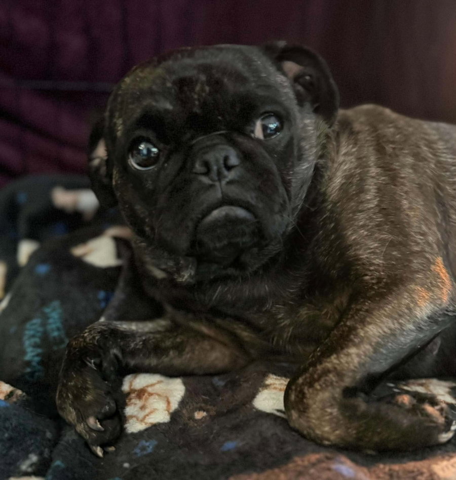 Pudge