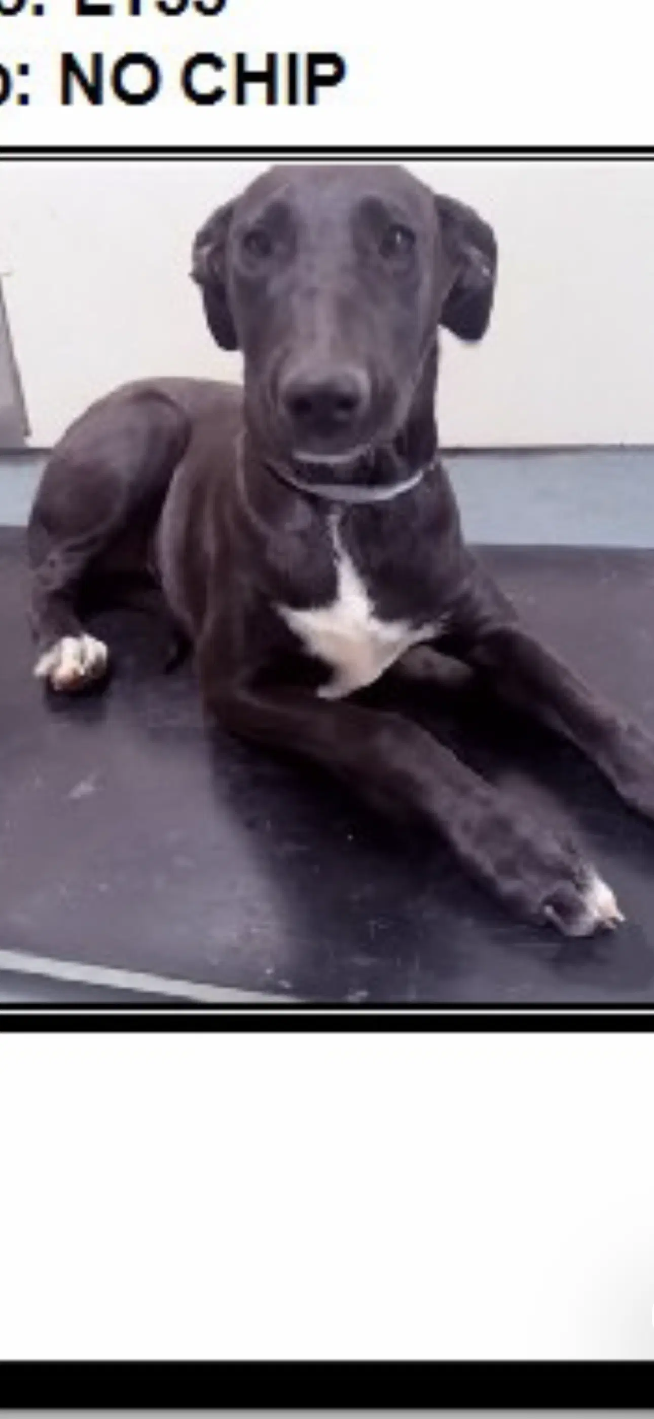 Everest - Labrador Retriever