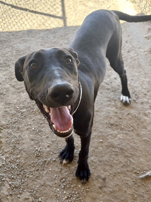 picture of the dog needing adoption