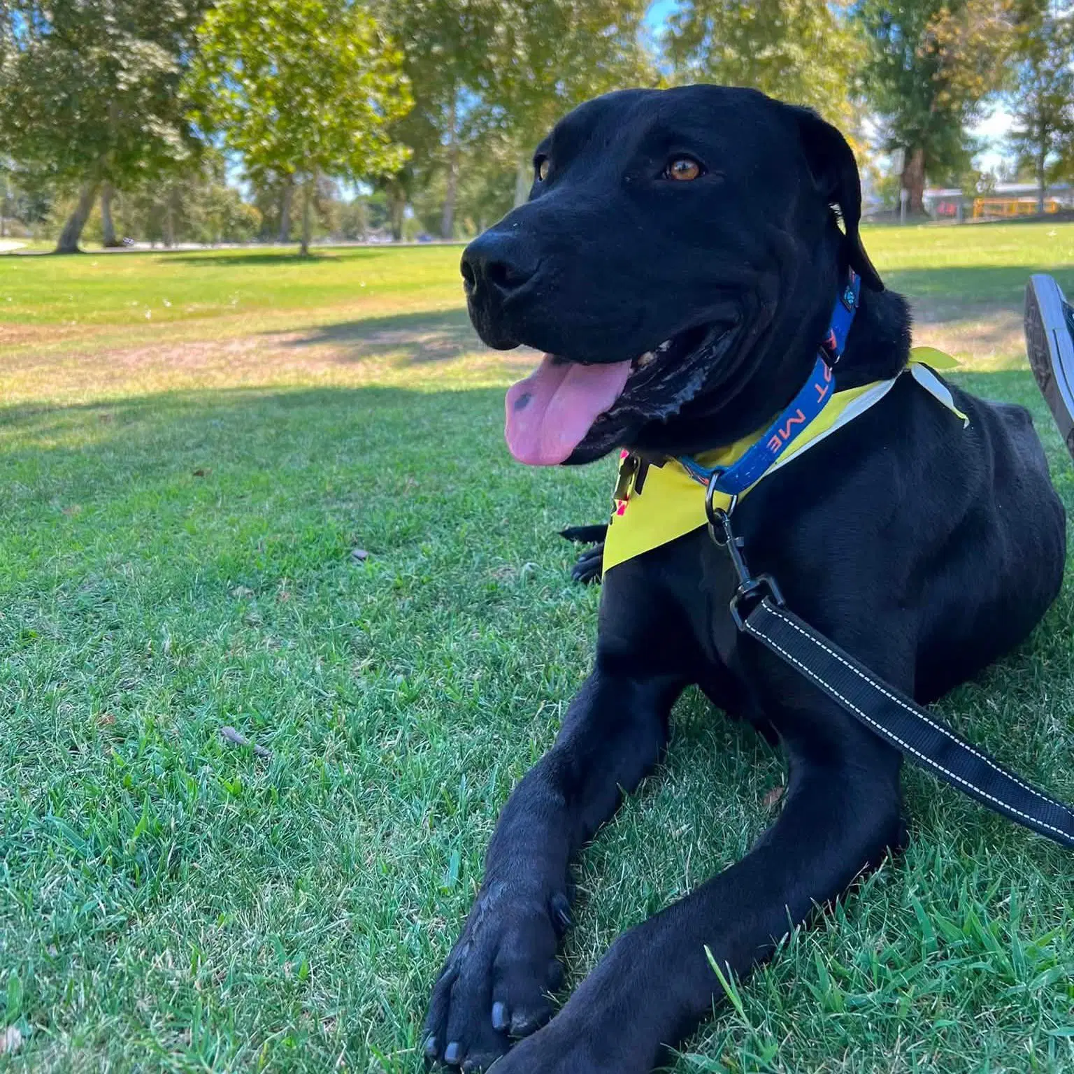 Wade - Labrador Retriever