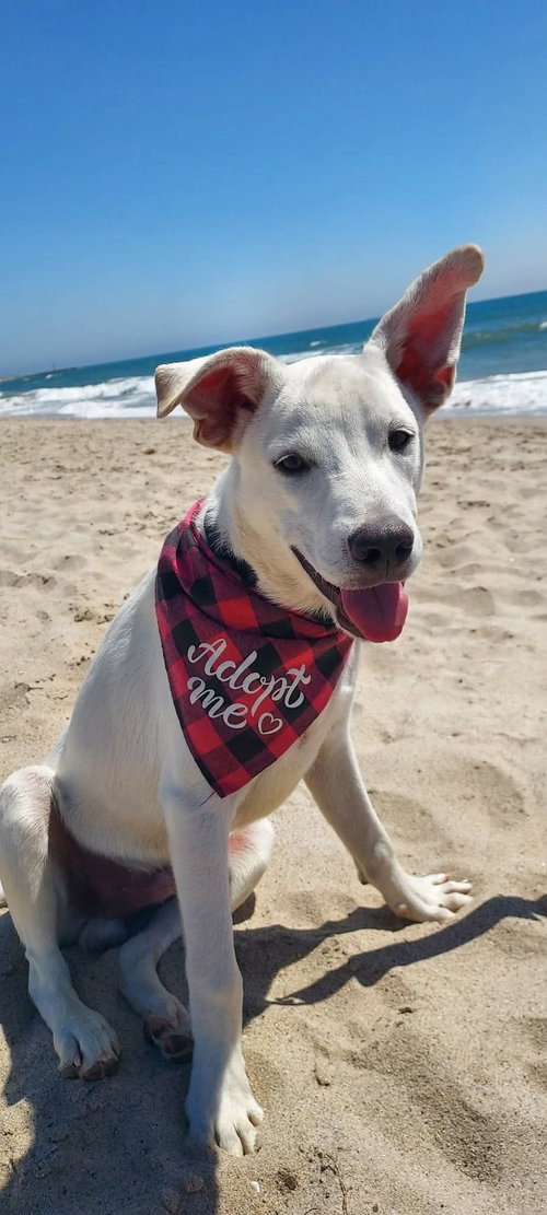 picture of the dog needing adoption