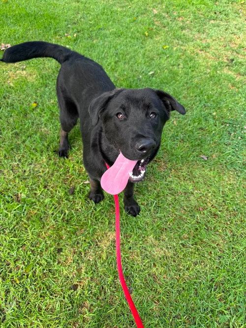 picture of the dog needing adoption