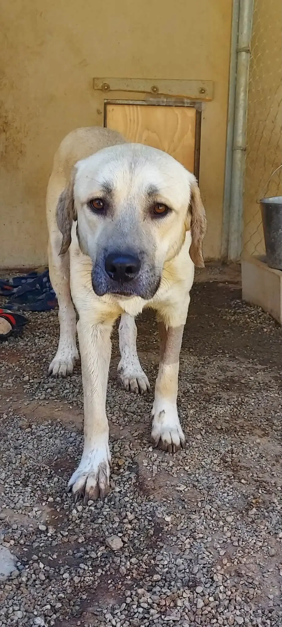 Lainey - Labrador Retriever