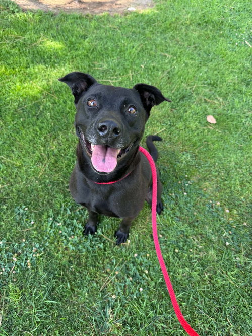 picture of the dog needing adoption