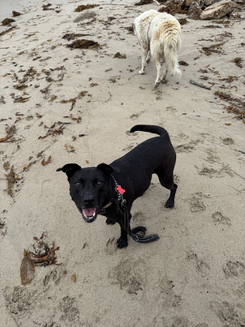 Tango, a dog for adoption from Labradors and Friends Dog Rescue Group