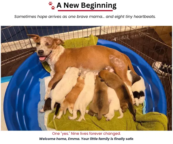 Emma - Momma - Cattle Dog