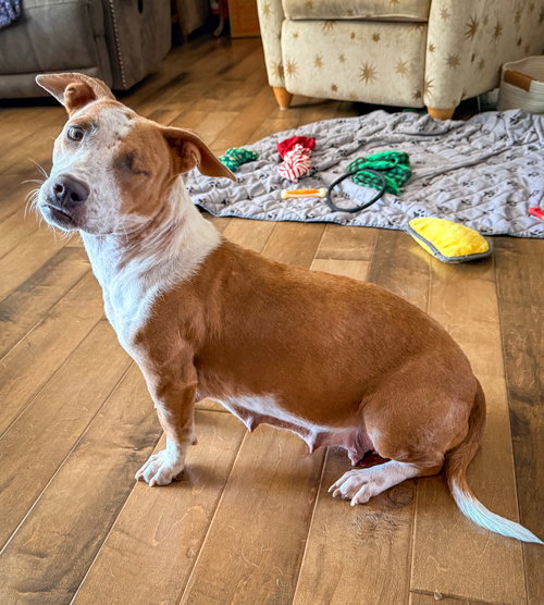 picture of the dog needing adoption