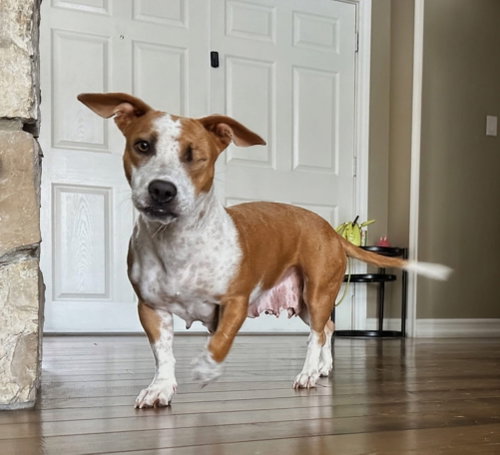 Emma - Momma, a dog for adoption from Labradors and Friends Dog Rescue Group