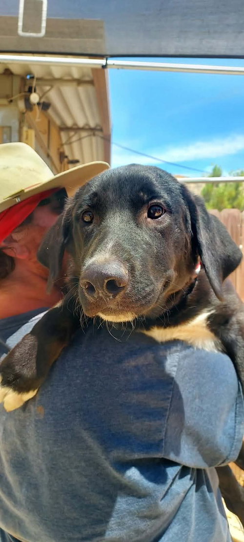 picture of the dog needing adoption