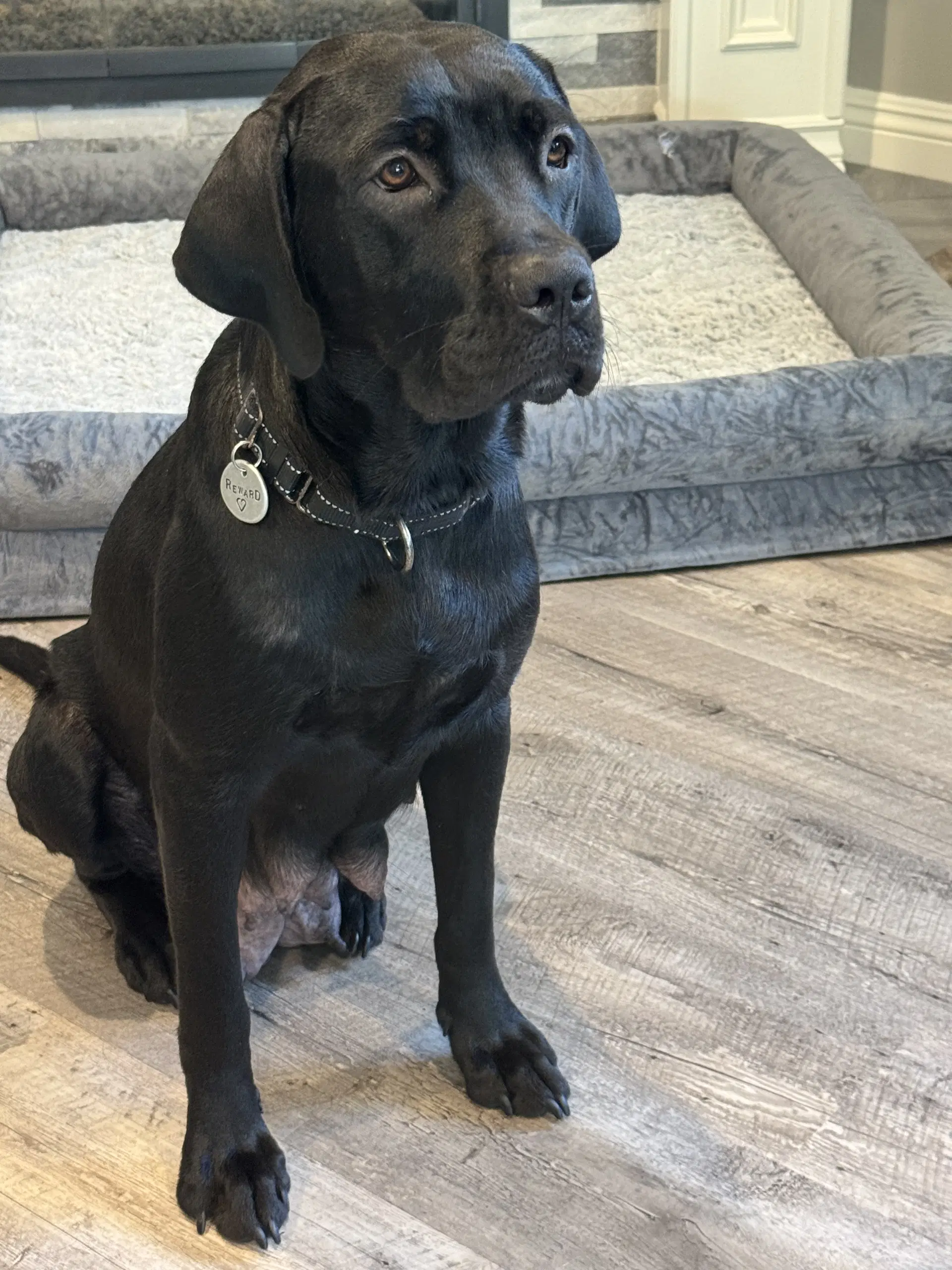 Charlotte - Labrador Retriever