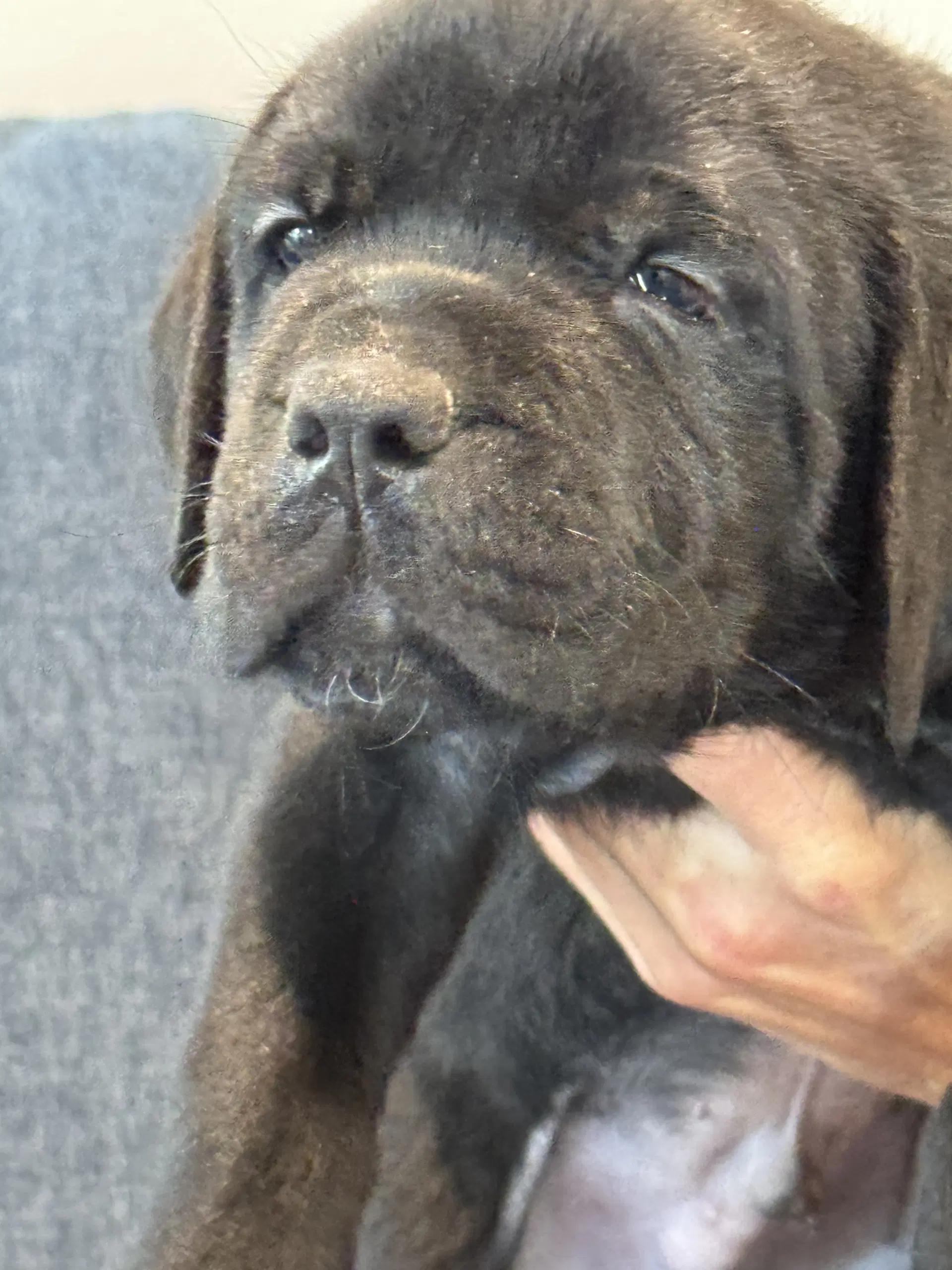 Charlotte's Puppy Teddy image 2