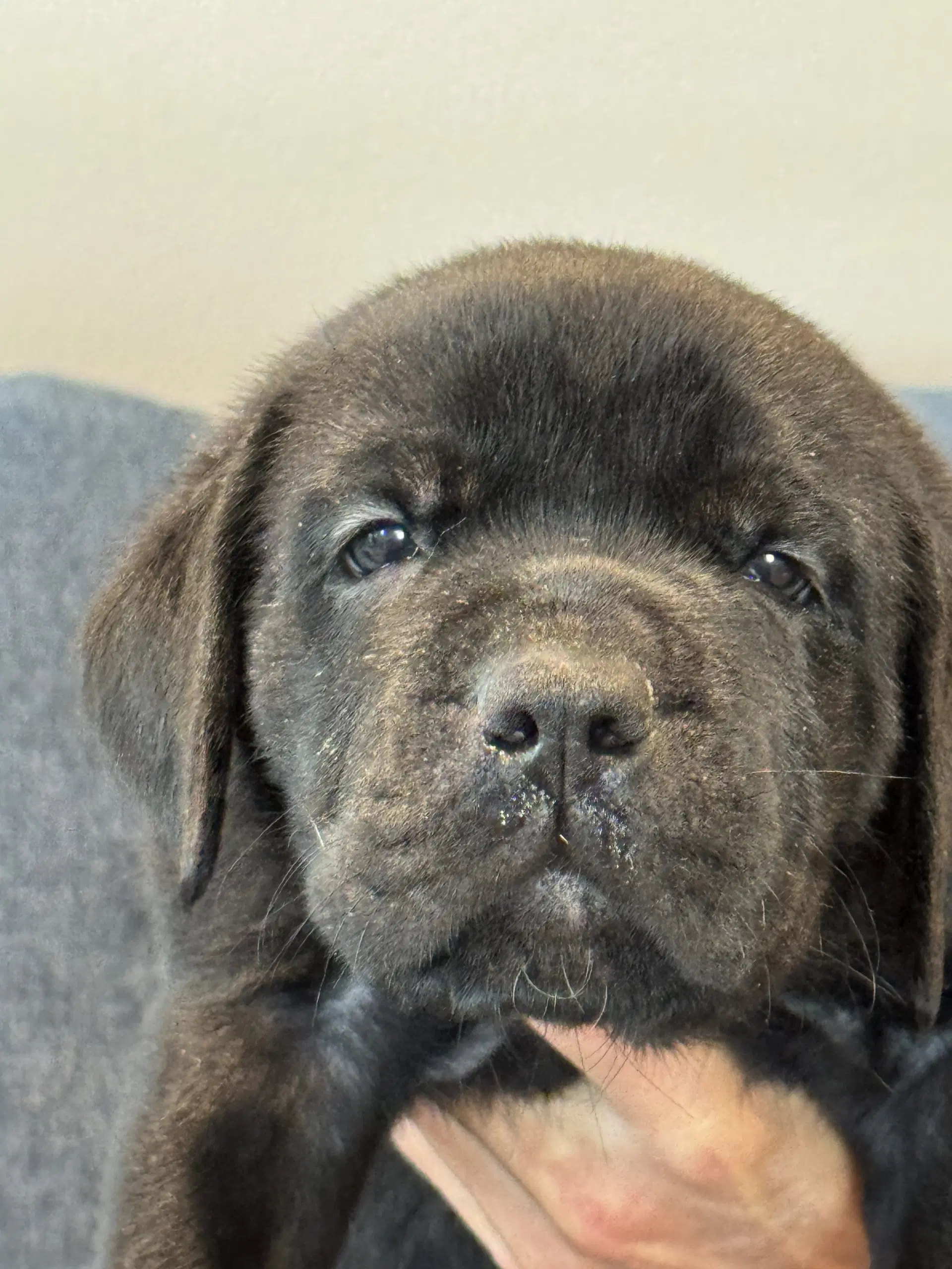 Charlotte's Puppy Teddy - Labrador Retriever
