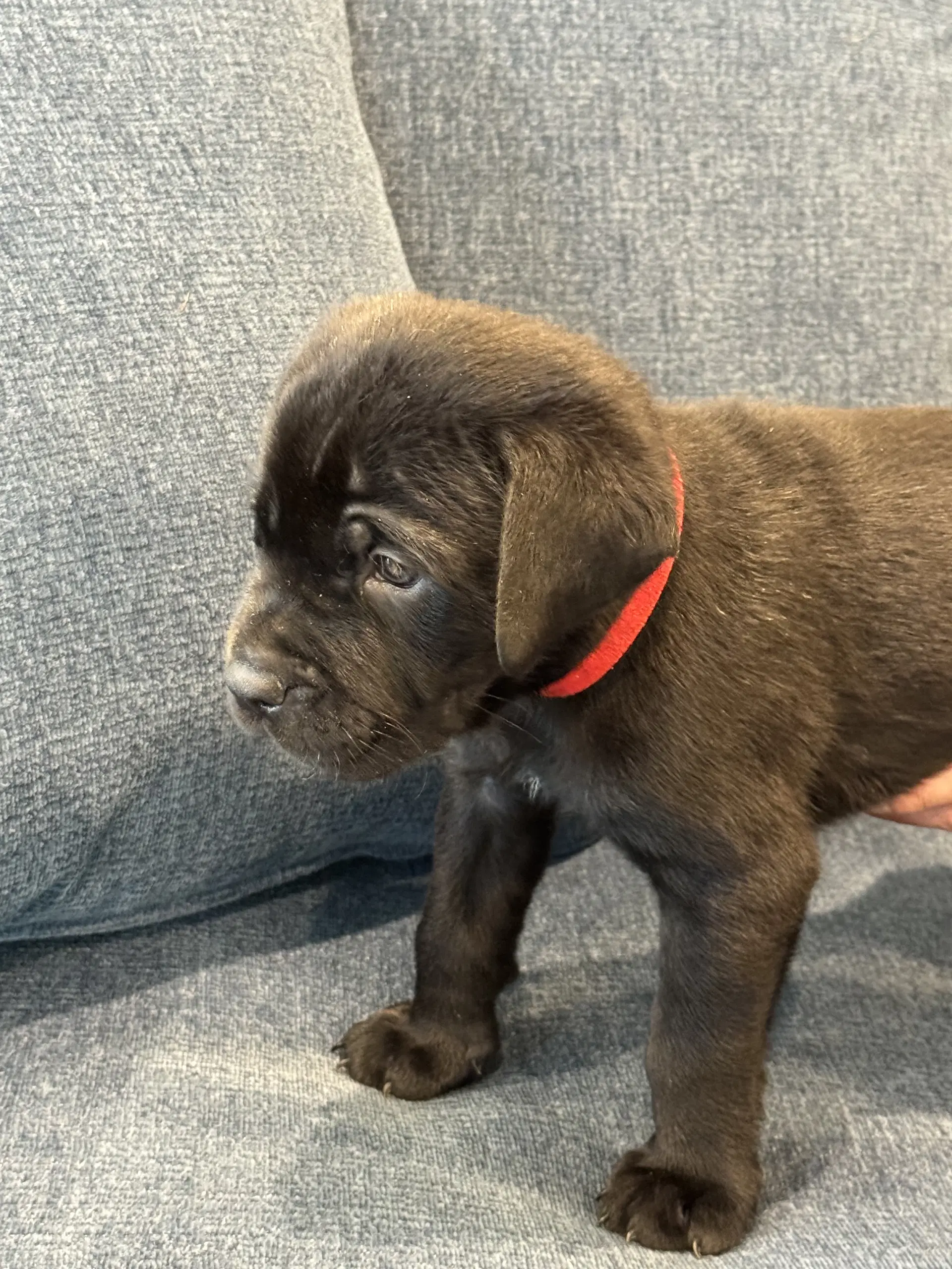 Charlotte's Puppy Teddy image 3