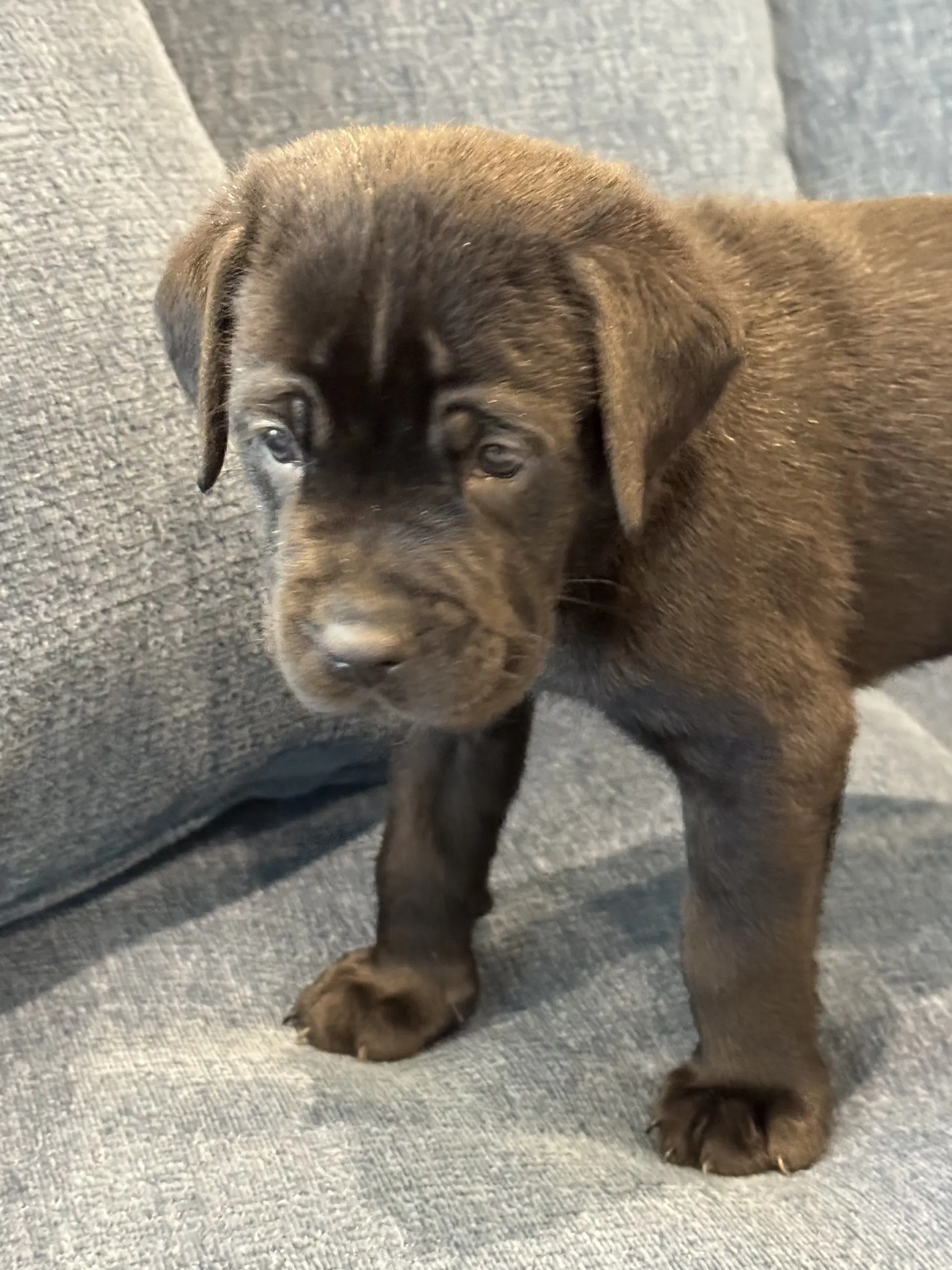 Charlotte's Puppy Teddy image 4