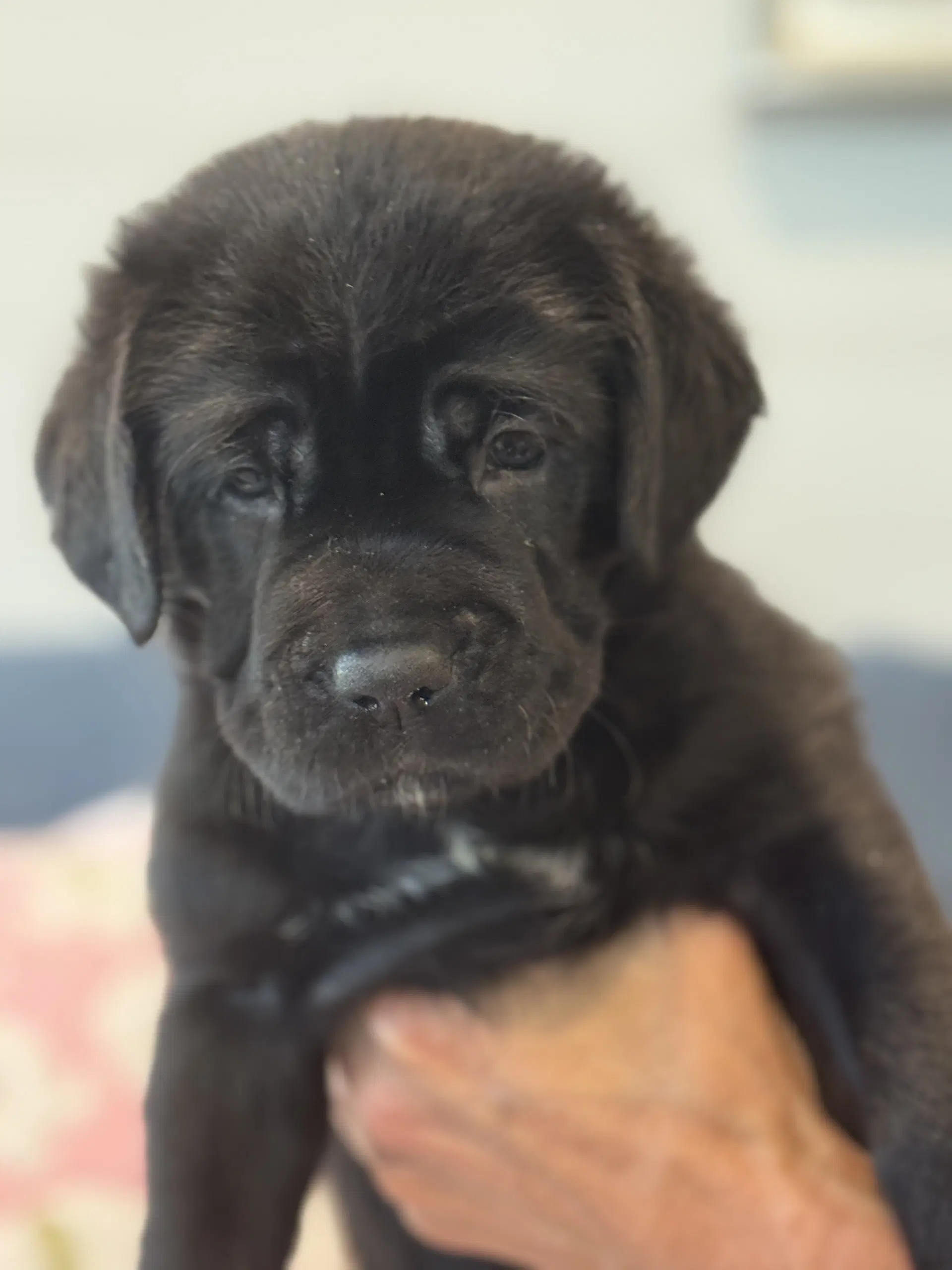 Charlotte's Puppy Lily - Labrador Retriever