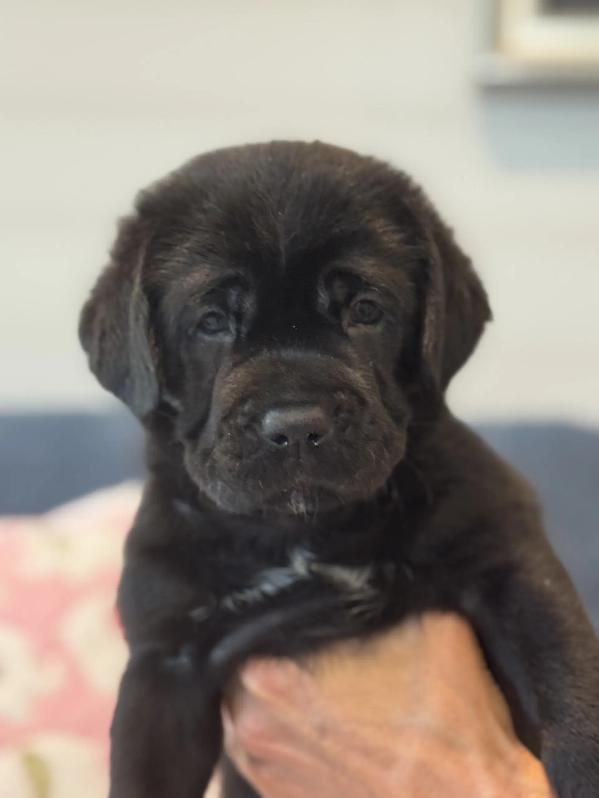 Charlotte's Puppy Lily image 2
